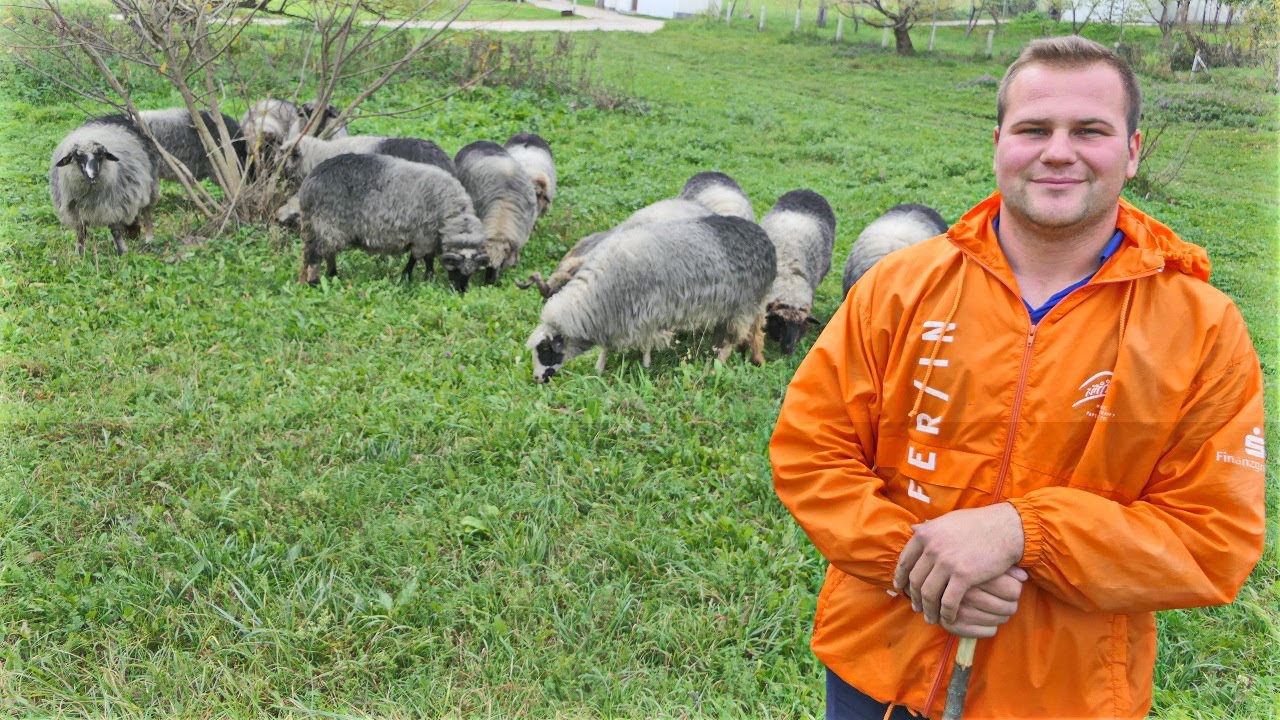 Zavr&scaron;io srednju &scaron;kolu i kupio janje, sada ima stado ovaca