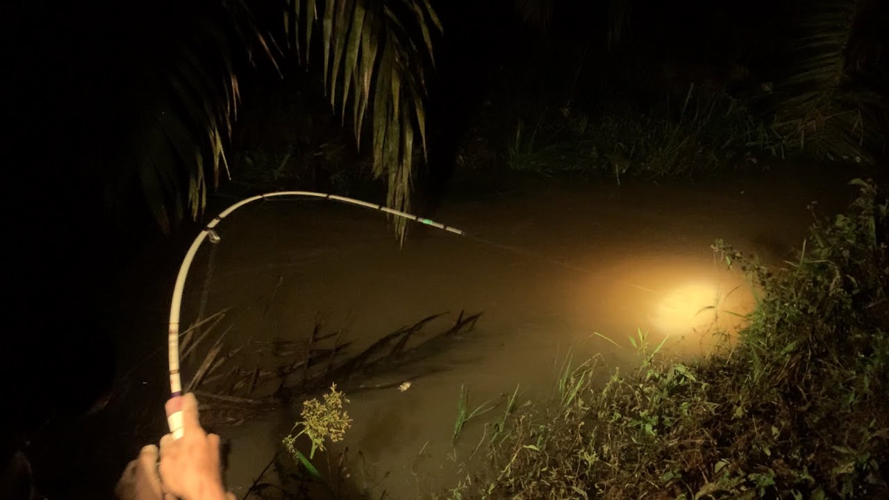 HARUS HATI2.!! WALAU LELE NYA BESAR2 MANCING LELE MALAM HARI