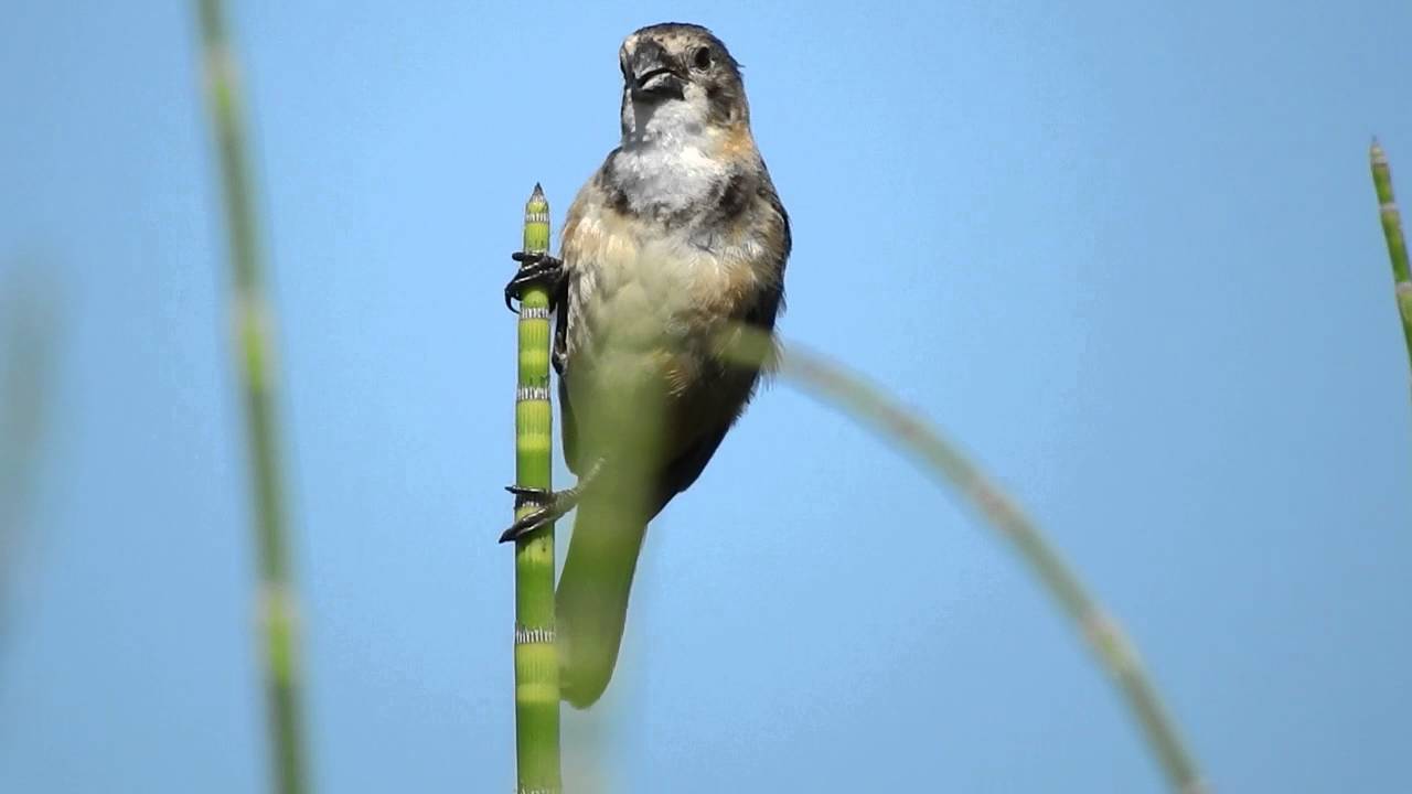 Corbatita domin&oacute; (Sporophila collaris)