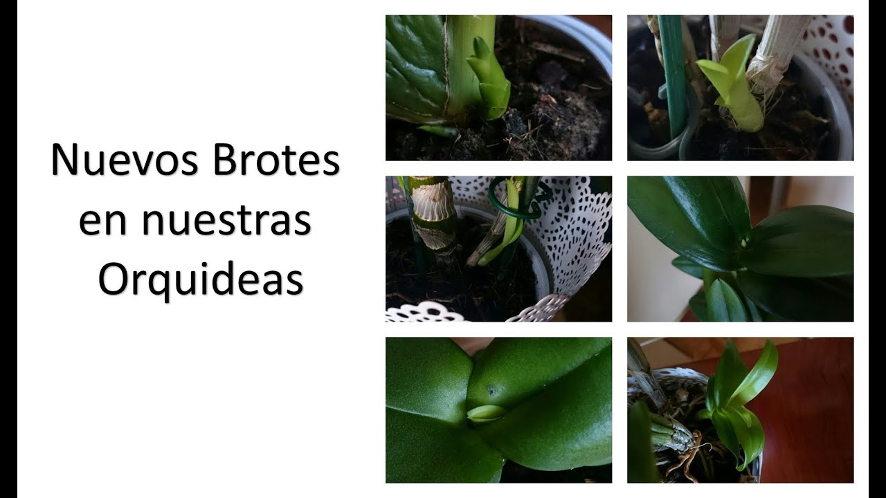 Nuevos brotes en nuestras orquídeas (dendrobium, cambria, phalaenopsis...)