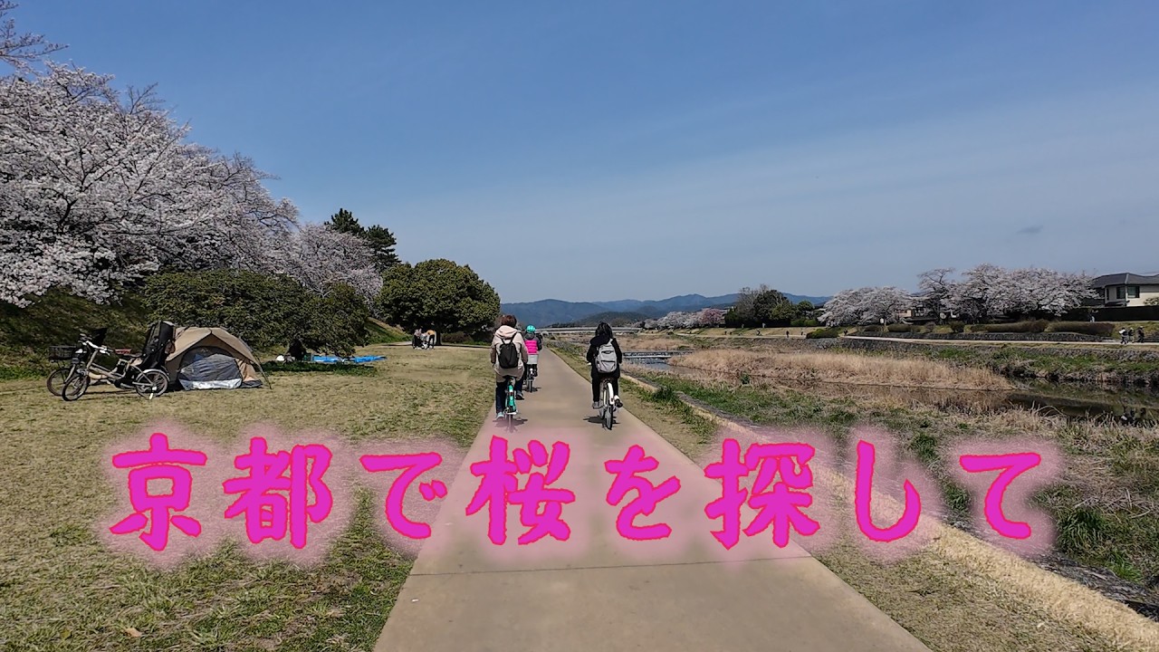 京都　お花見　２０２５年４月