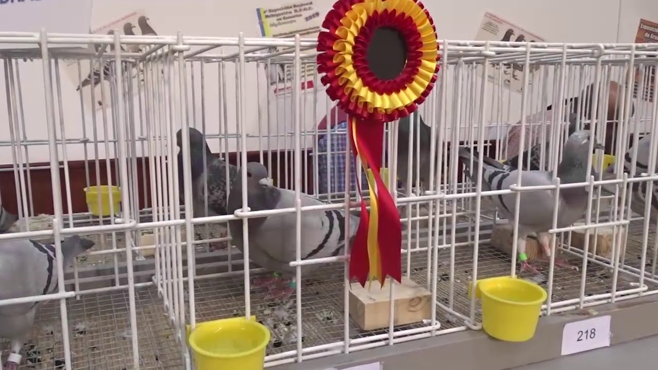 1&ordm; EXPOSICI&Oacute;N REGIONAL DE PALOMAS MENSAJERAS   BUENAVISTA DEL NORTE 2019