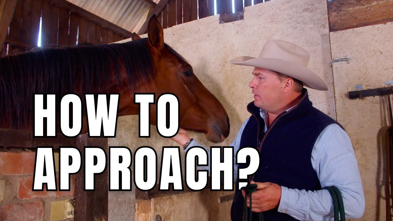 How to Approach a Horse In The Stable? This Video Will Make You a Master