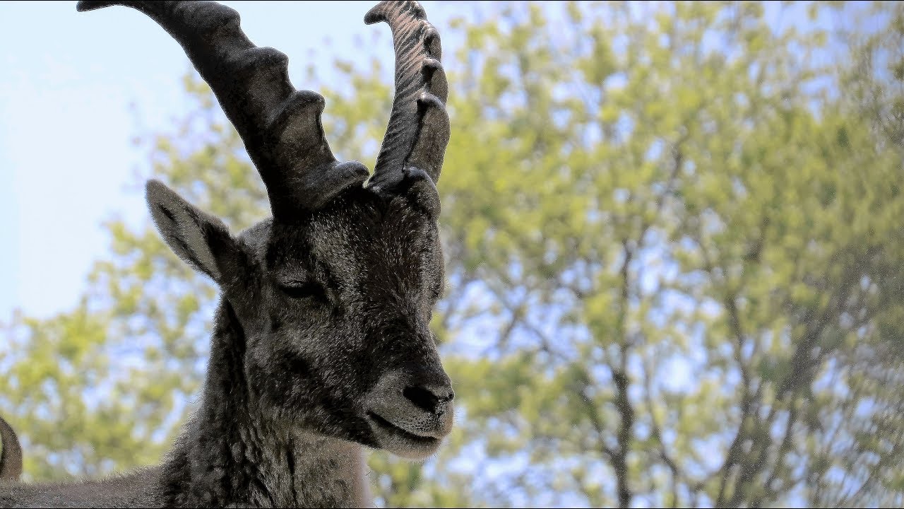 Wildpark Peter & Paul St.Gallen - Impressionen - 2019 Switzerland