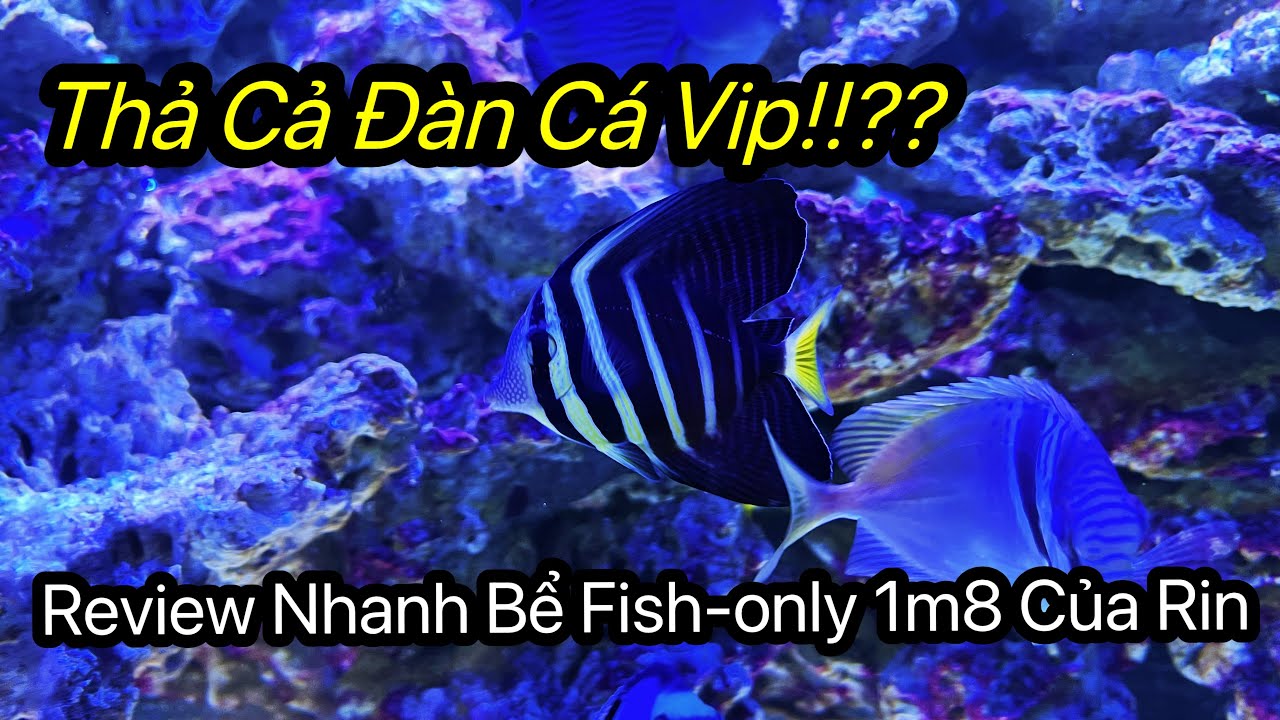 Review Nhanh Bể Fish-Only 1m8x80x80 Của Rin & Thả Đàn Cá Cảnh Biển Siêu Vip Cực Đã!!!