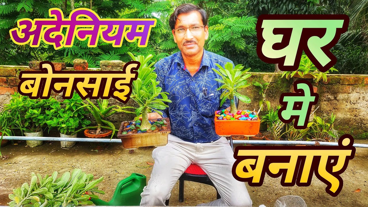 अदेनियम बोनसाई घर मे बनाएं बहोत आसानी से। Adenium Bonsai Making trick