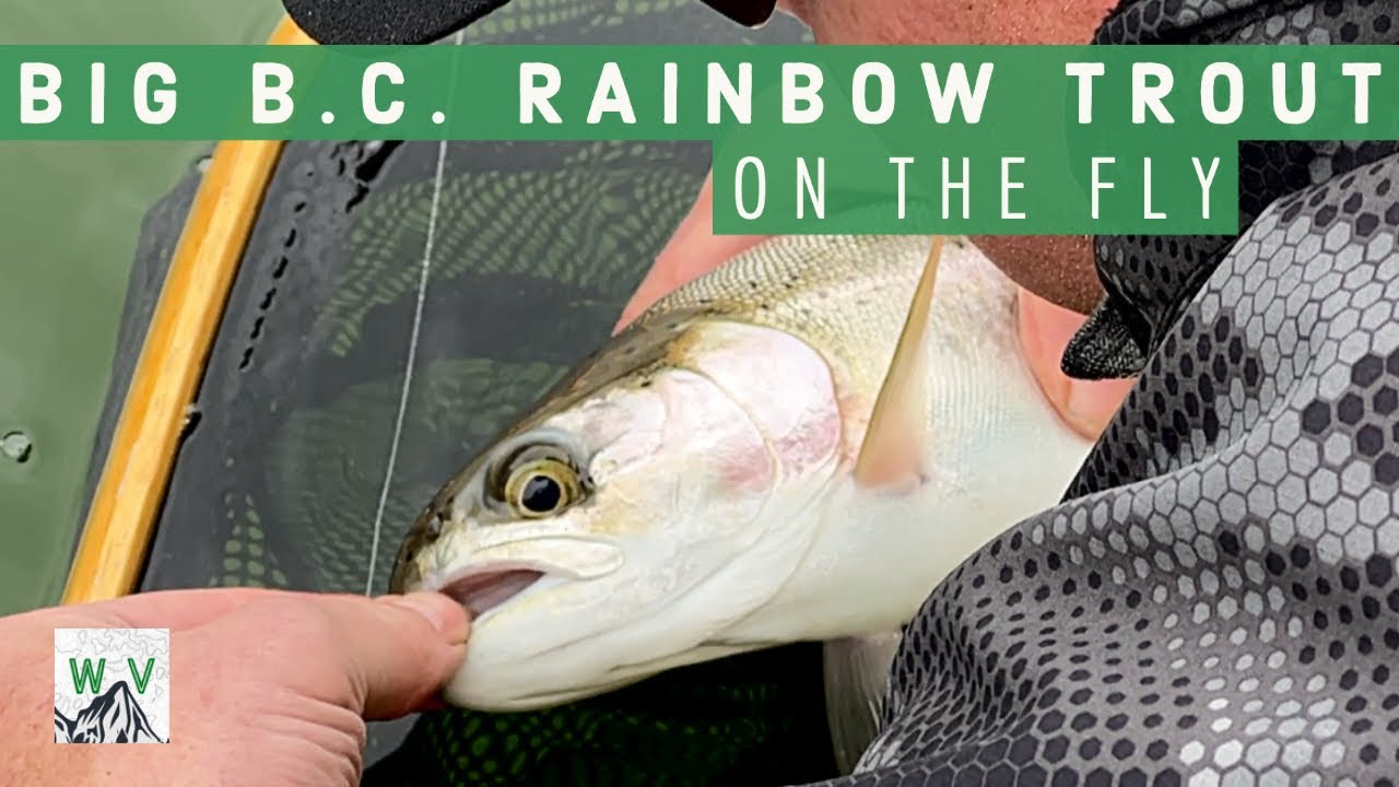 BIG B.C. RAINBOW TROUT ON THE FLY - 3 Days Chironomid Fishing on B.C. Interior Lake
