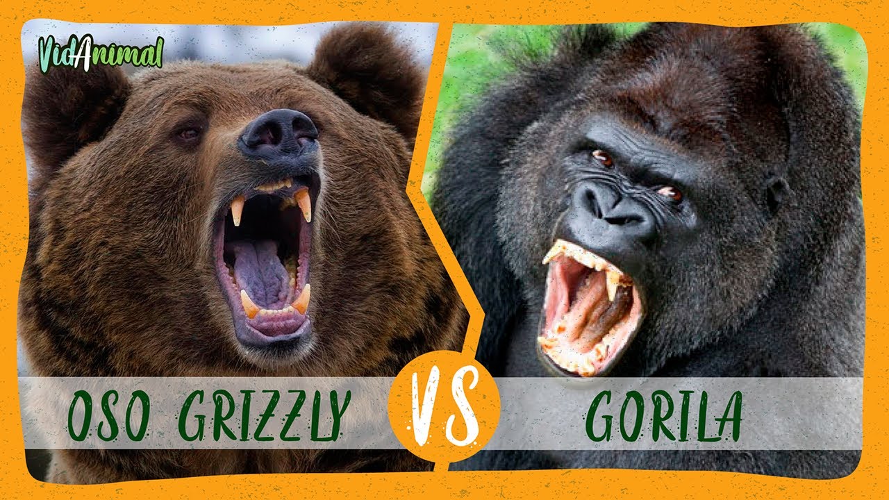 OSO GRIZZLY vs GORILA: Batalla de pesos pesados.