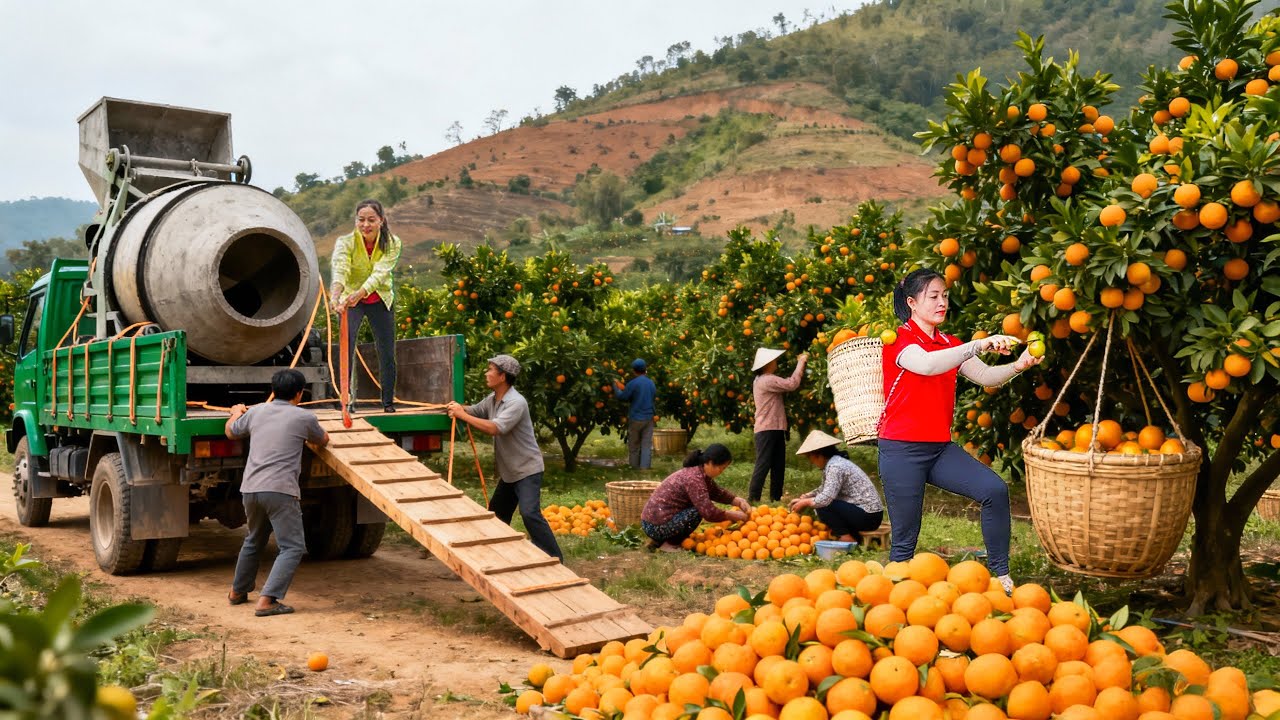Harvesting & Selling Oranges and Buying Baby Ducks – Busy Countryside Day | Tiểu Huệ Daily