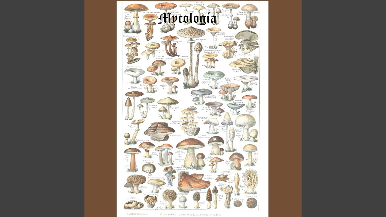 Deadly Webcap (Cortinarius rubellus)