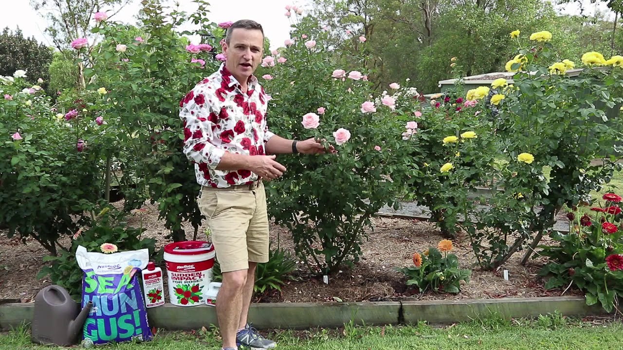 Удобрение роз