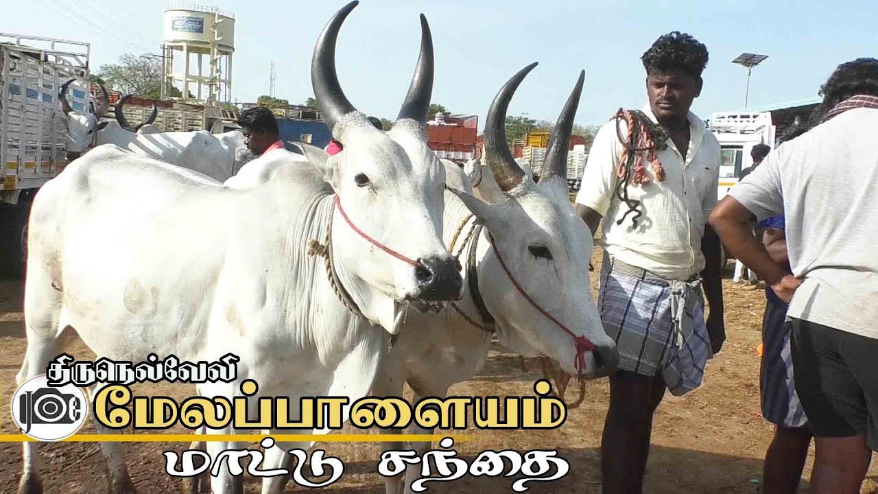 Melapalayam mattu santhai | மேலப்பாளையம் மாட்டு சந்தை