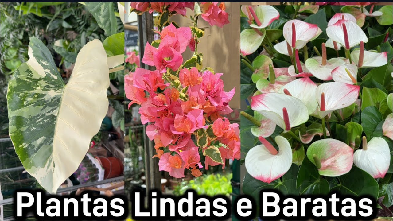 Plantas Dracena,Antúrios,Begônias,Alocasias Tudo em promoção de janeiro 2024