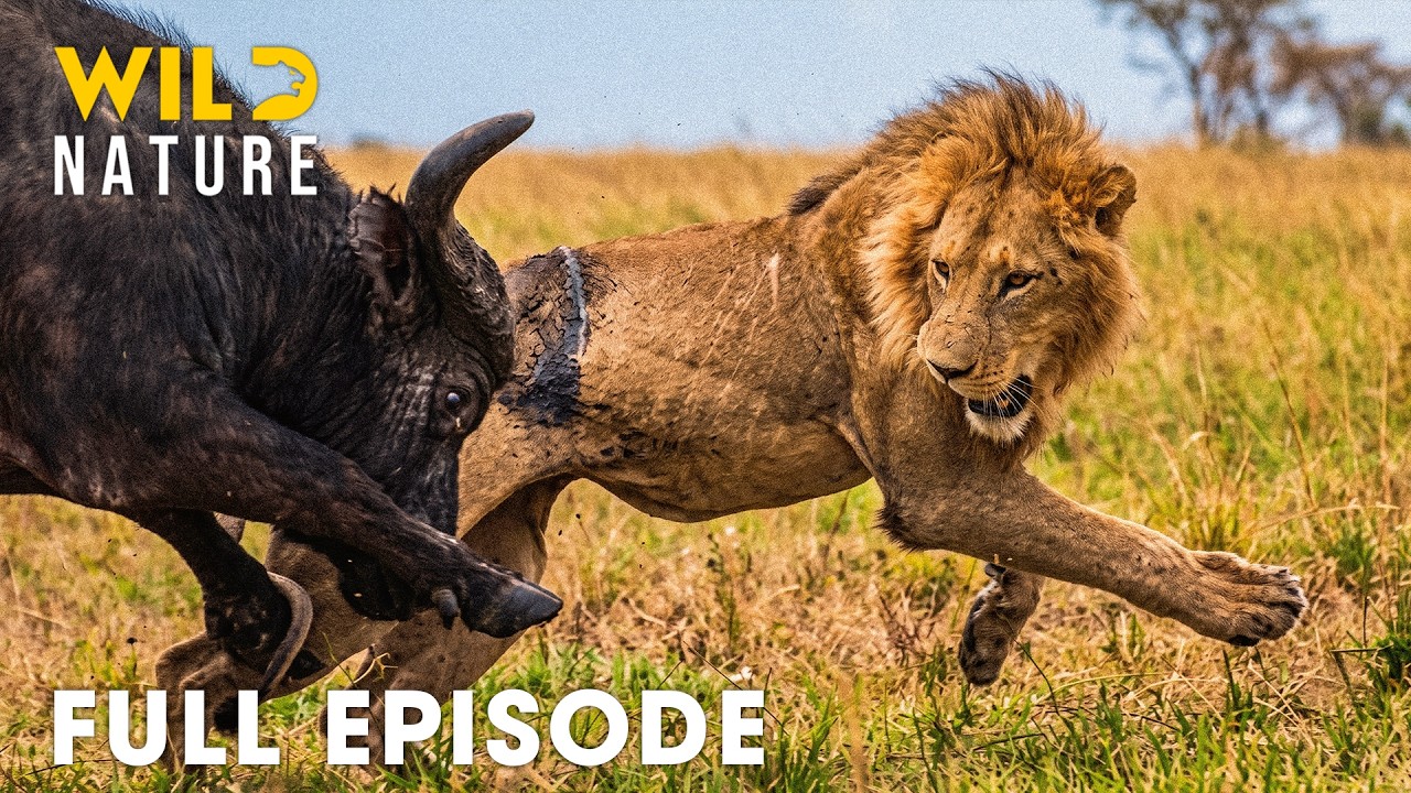 Predator vs Prey | Battles for Survival in Animal Kingdom  (Full Episode) | Wildlife Documentary
