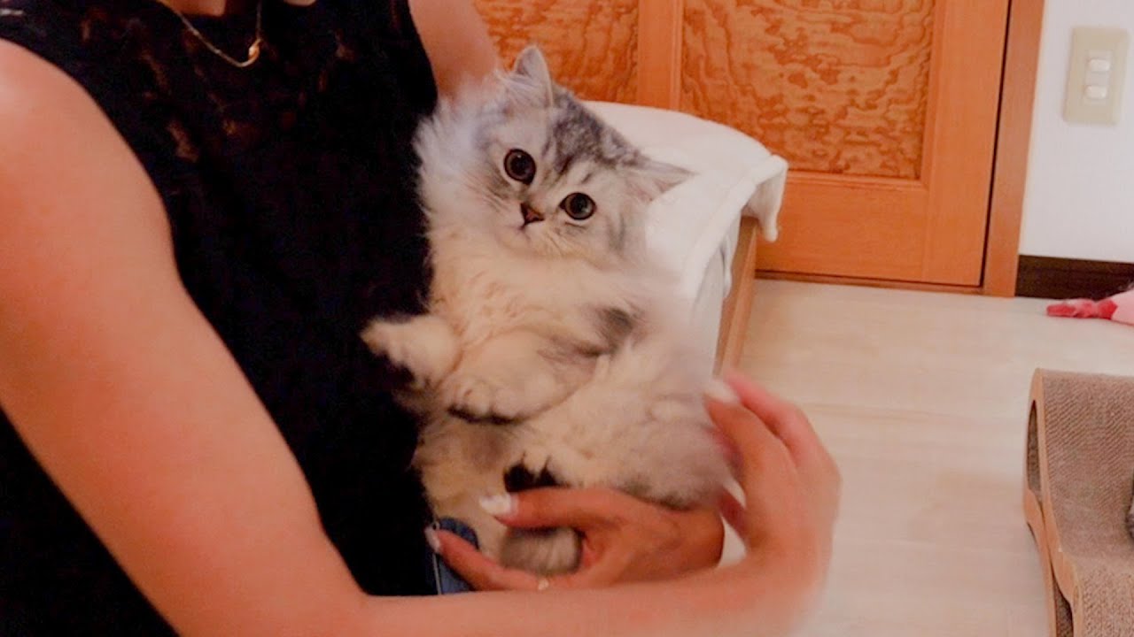 Котенок Фигаро перейдет к своим приемным родителям.