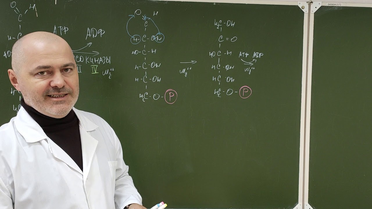 Лекция 4.1 Окисление глюкозы в клетке. Гликолиз. Анаэробный гликолиз.