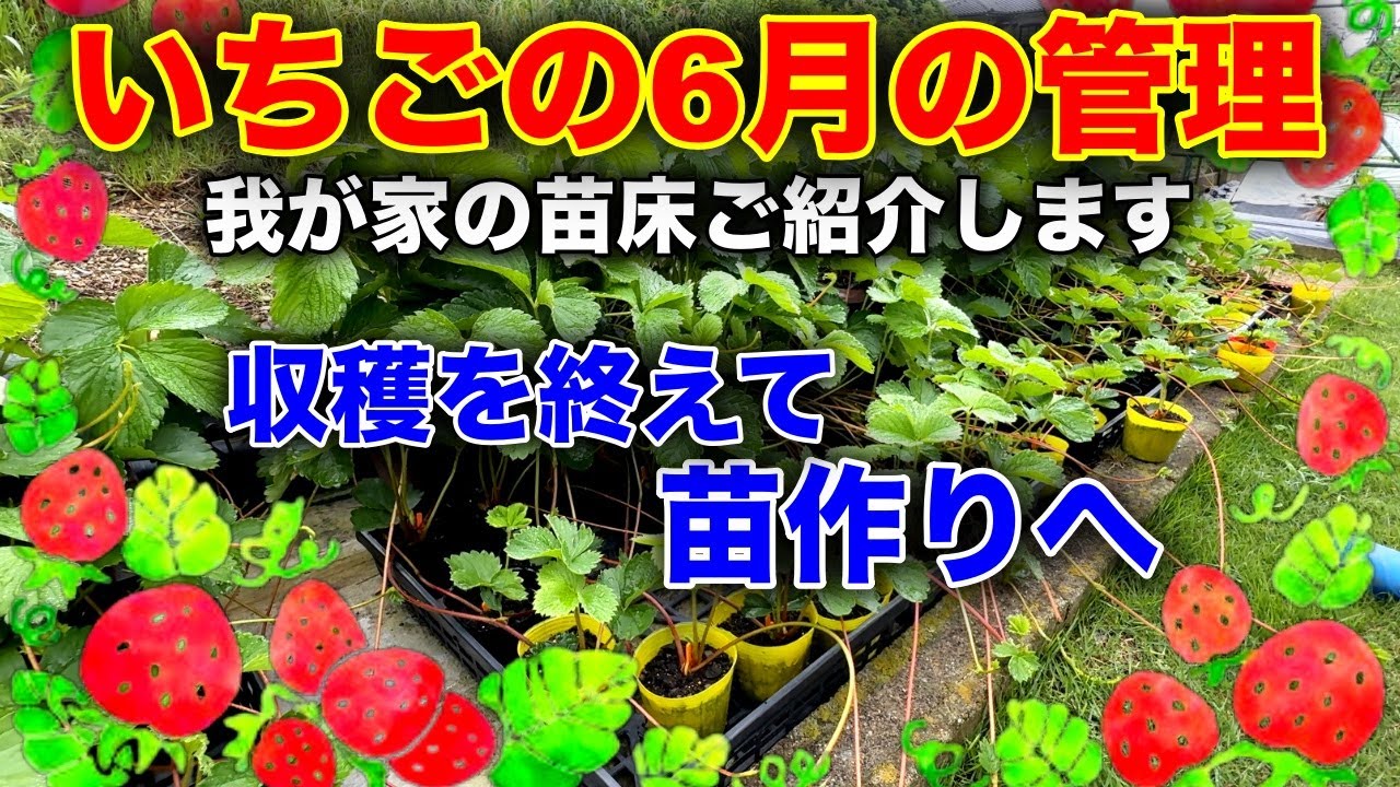 【イチゴ】6月の管理！！来年に向けて苗作りをして行きます。〜サラリーマンでも出来るいちご栽培シリーズ〜