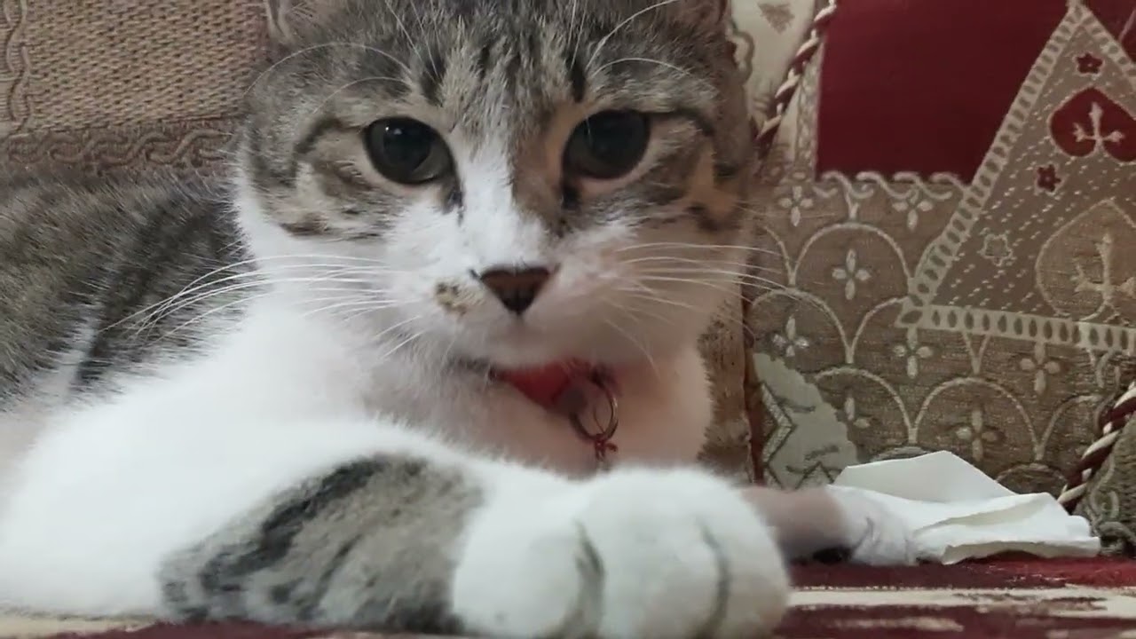 Our Cat Pidru is purring baby 