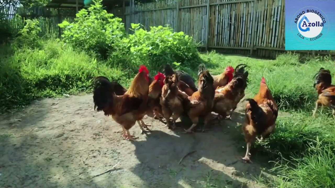 Cultivo de #Azolla, aprovechamiento de sus bondades para los cultivos, animales y en la salud humana