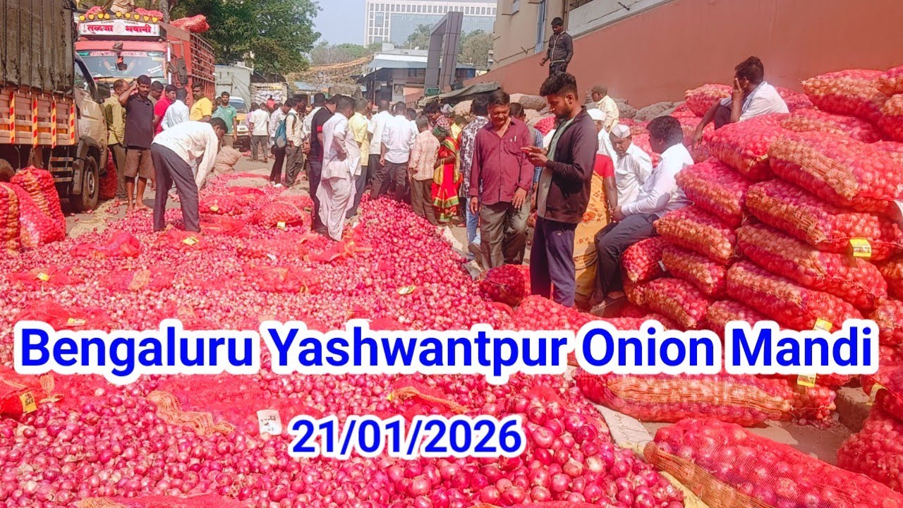 Fresh Onion Rate Today | Yeshwantpur Mandi Bengaluru बेंगलुरु मंडी में आज प्याज का भाव क्या रहा? 