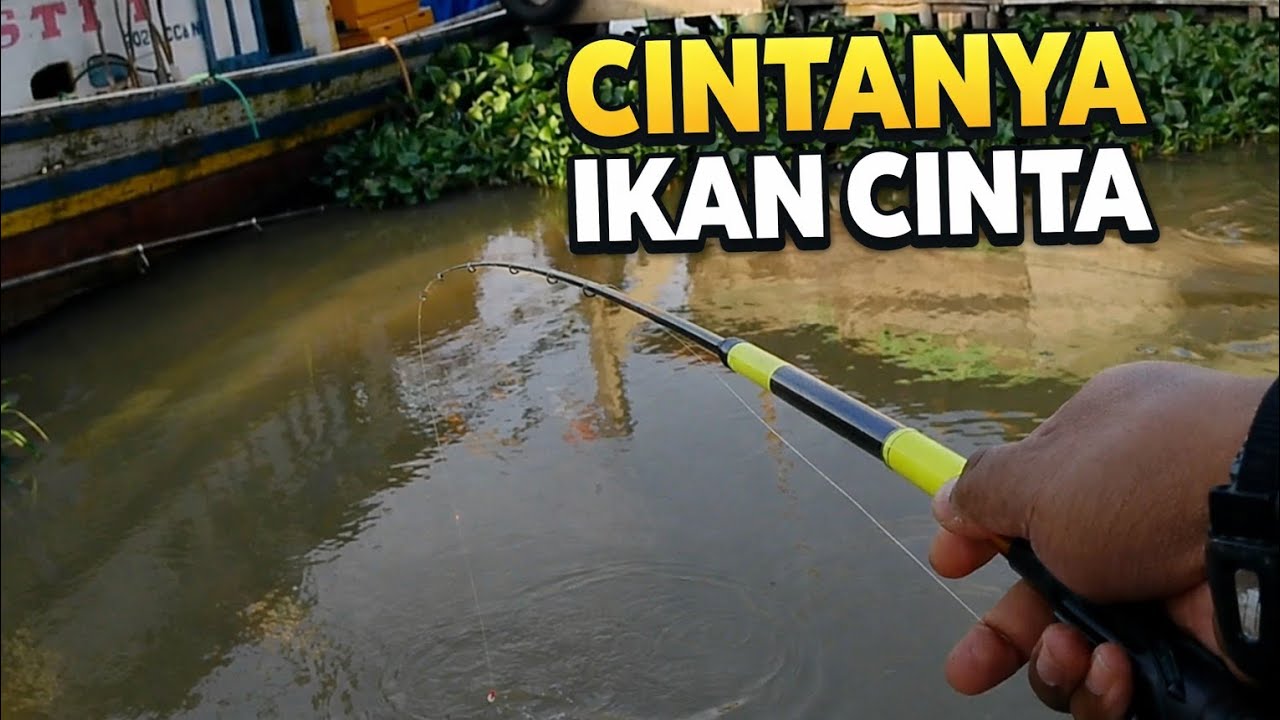 Banyak Cintanya… Ikan Cinta