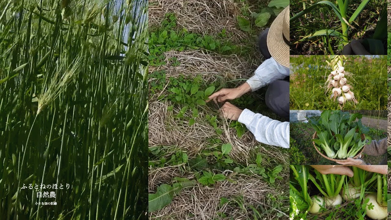 それぞれの野菜の草整理の仕方《秋冬野菜編》〜大根｜蕪｜葉物類｜玉ねぎ｜にんにく｜そら豆｜えんどう豆〜26年1月12日