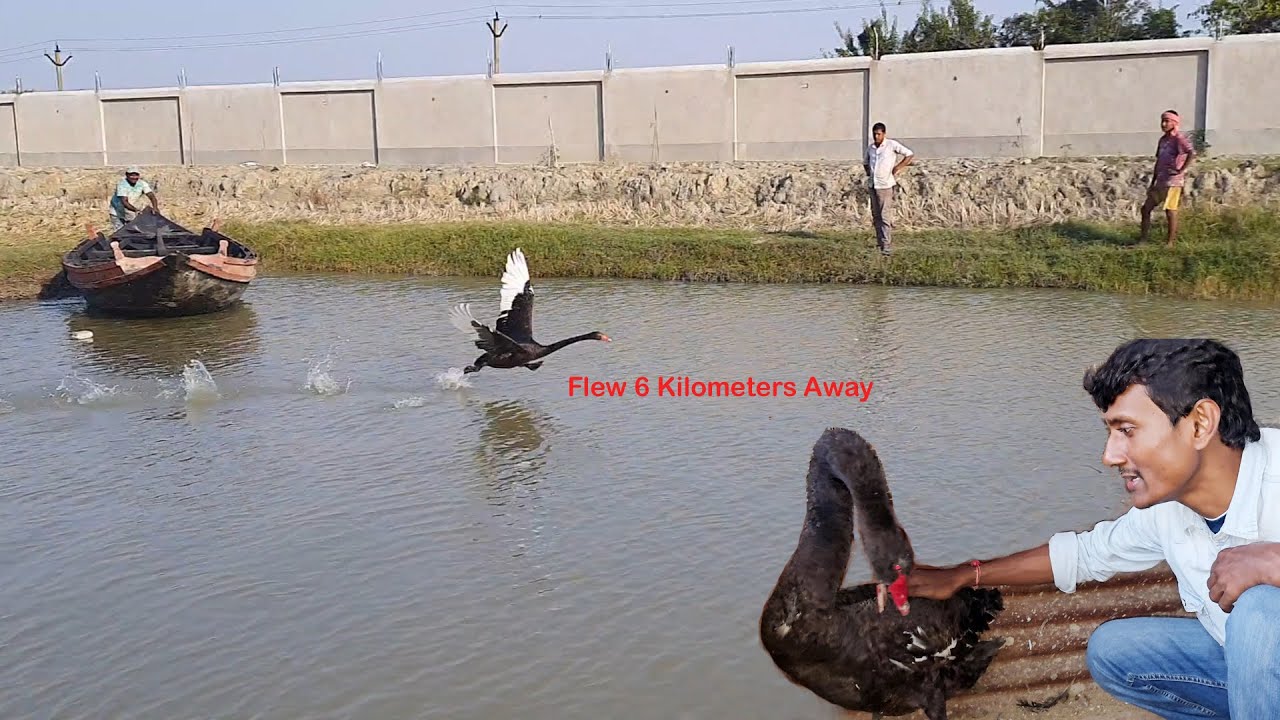 The Missing Black Swan Flew Six Kilometers Away From Our Farm.