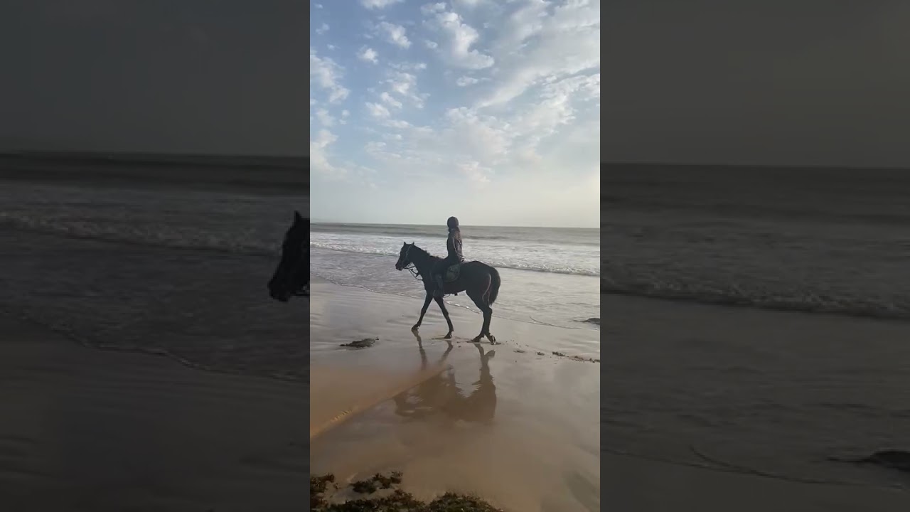 Mistral &agrave; la plage, notre cheval 🥰