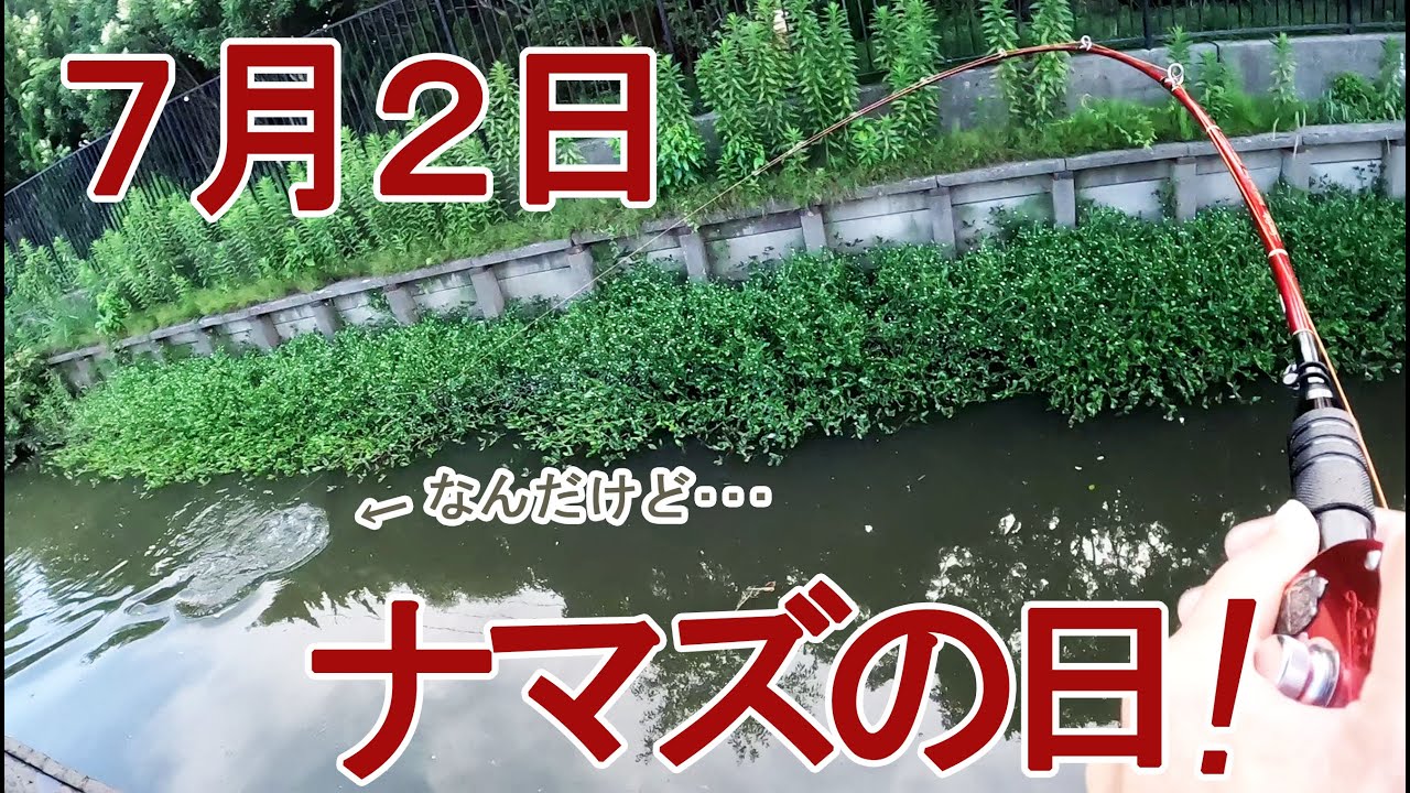 【トップウォーター】７月２日はナマズの日だって聞いたのでナマズを釣りに行ったら･･･想定外の魚が釣れたお話。　