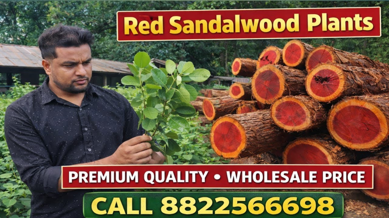 PREMIUM RED SANDALWOOD PLANTS 🌱 | WHOLESALE PRICE AT WHOLESALE NURSERY #redsandalwood #viralvideo 