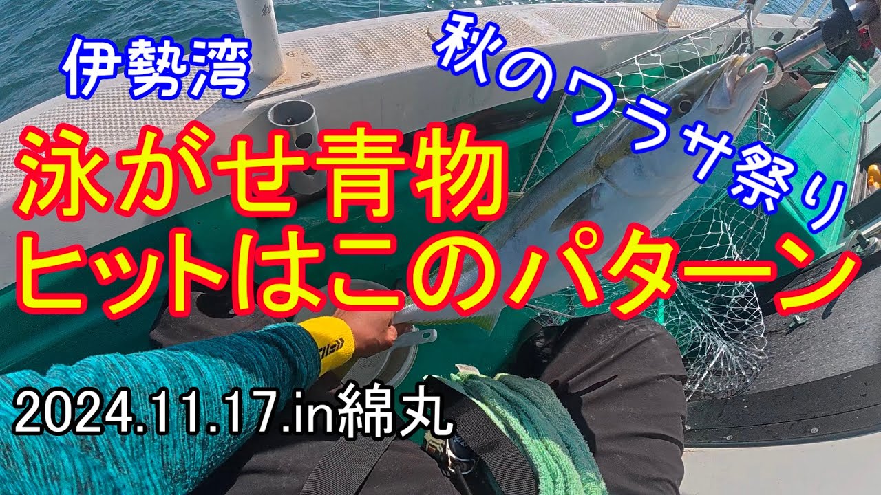 【伊勢湾】泳がせ青物ヒットはこのパターン　ワラサ祭り　2024 11 17