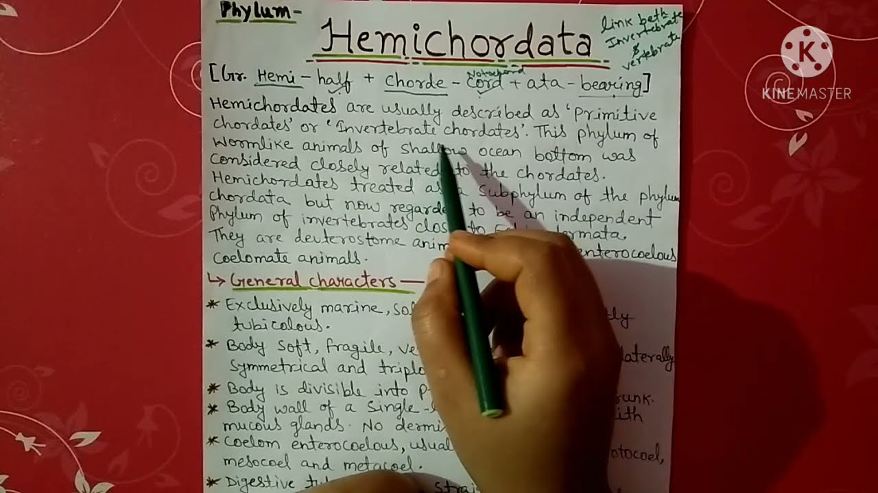 phylum Hemichordata characters || Hindi