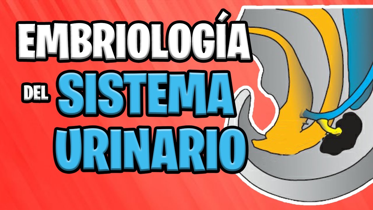 ✅ EMBRIOLOG&Iacute;A del SISTEMA URINARIO 💦🚽 | Sistema UROGENITAL