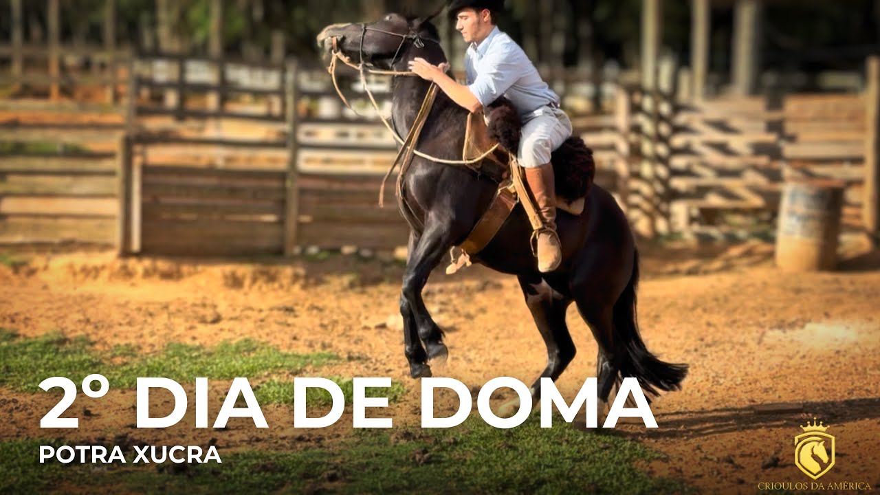 2º DIA DE DOMA - POTRA XUCRA