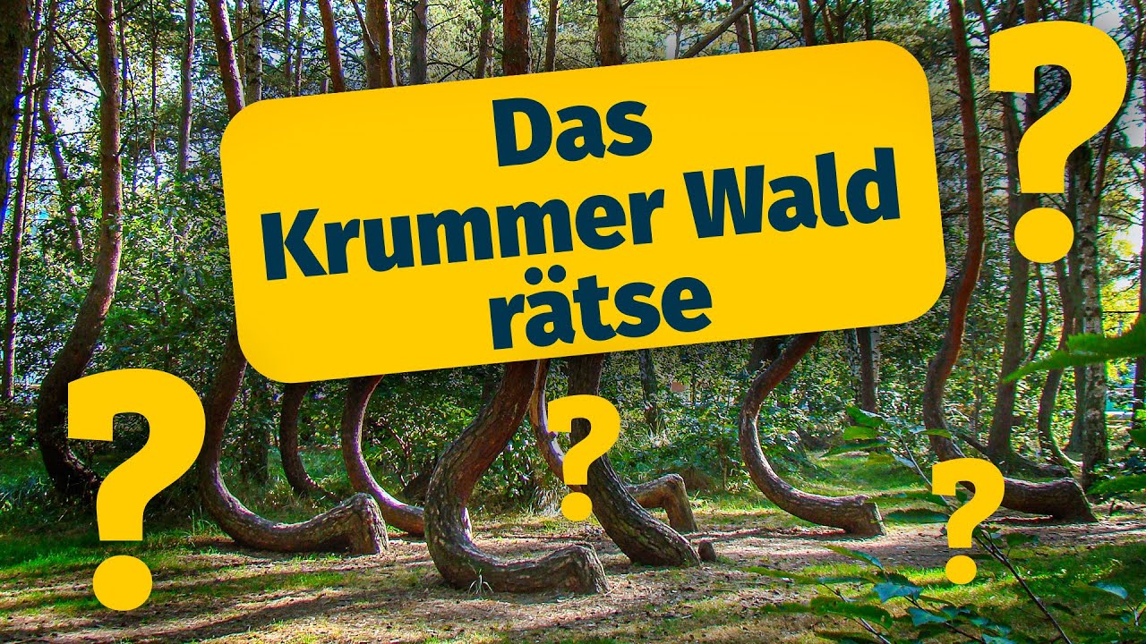 Das Krummer Wald rätsel (Gryfino, Polen) - Krzywy Las DEUTSCH