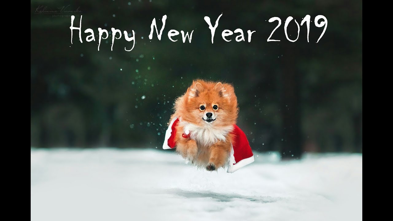 New Year with Charlie 2019 | dog tricks =)