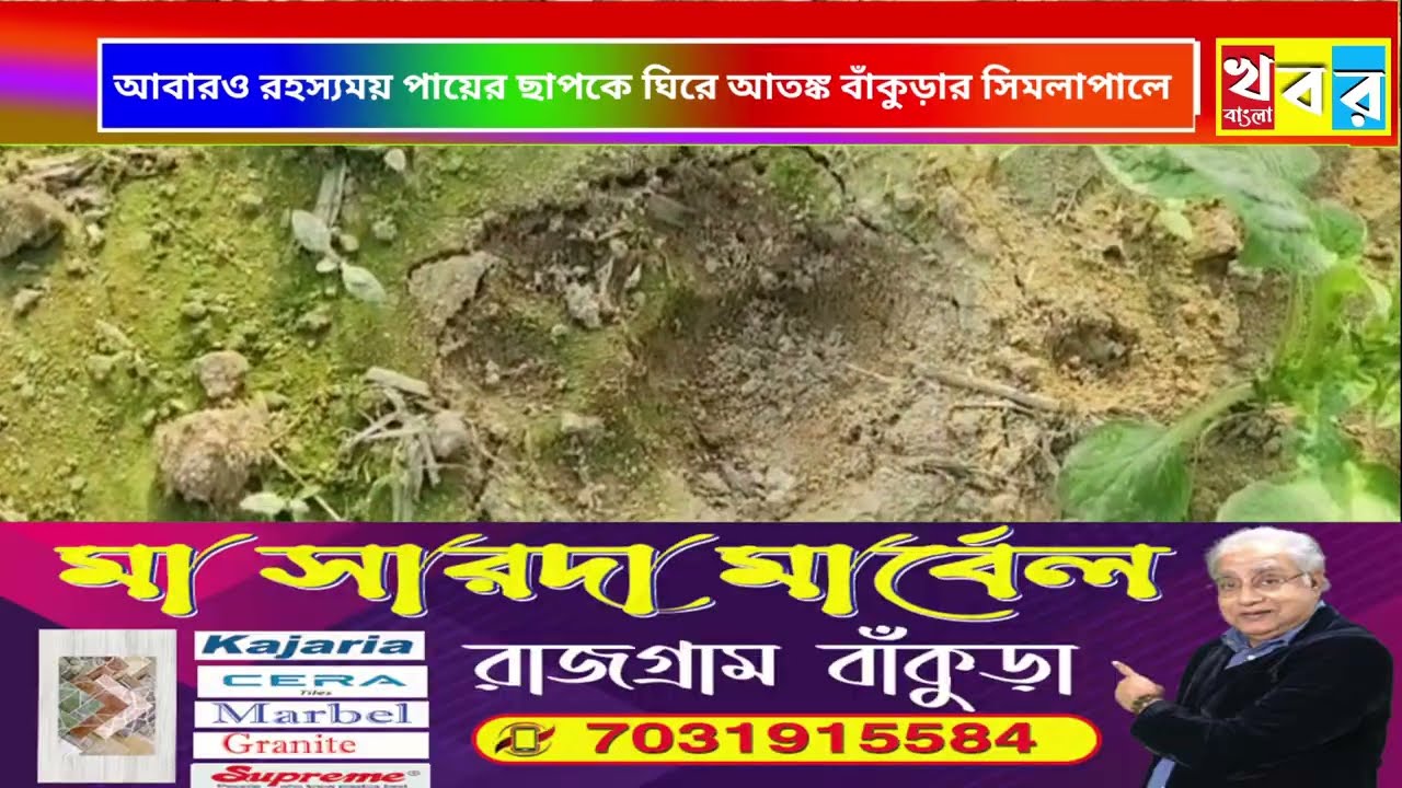 Tiger: Large footprints of unknown animal in potato field! Bankura's Simlapal in fear of tiger