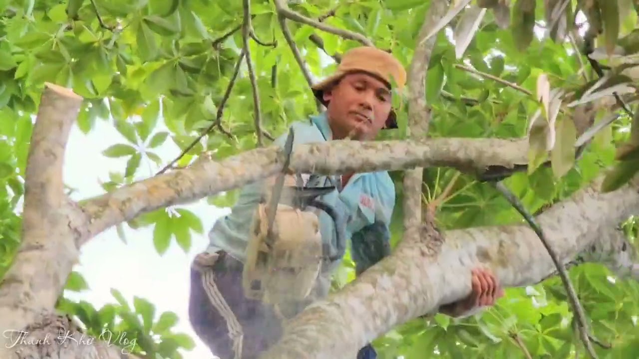 The reckless sawmill saw a giant tree #vuakhi #vuakhimientay