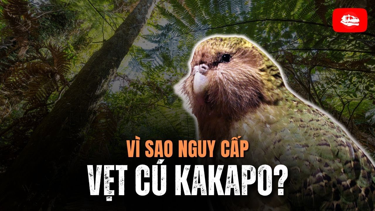 Vẹt cú kakapo có 