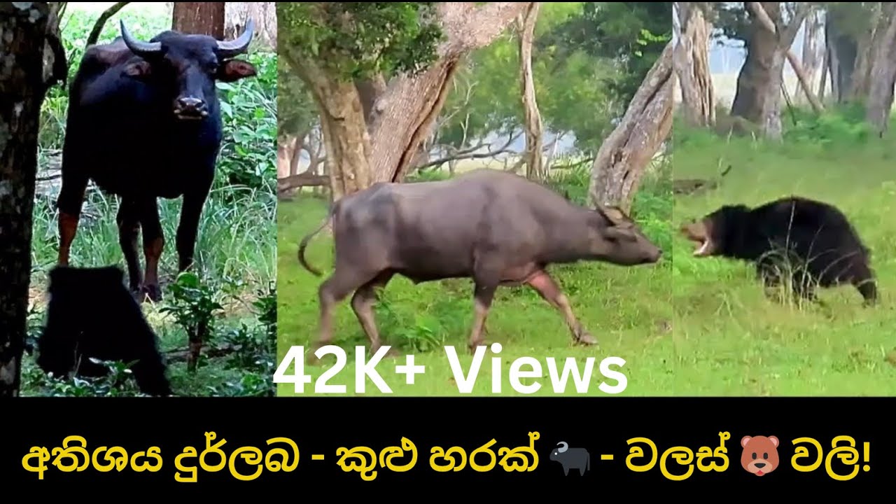 අතිශය දුර්ලබ - කුළු හරක් 🐃 - වලස් 🐻 වලි!  Water Buffalo  Vs Sloth Bear Mom 🐻 & Cub 🧸! 🇱🇰