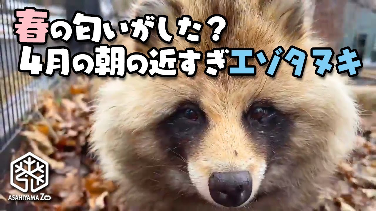 【旭山動物園】春の匂いがしたかな？4月の朝の近すぎエゾタヌキ[Asahiyama Zoo] Japanese raccoon dogs