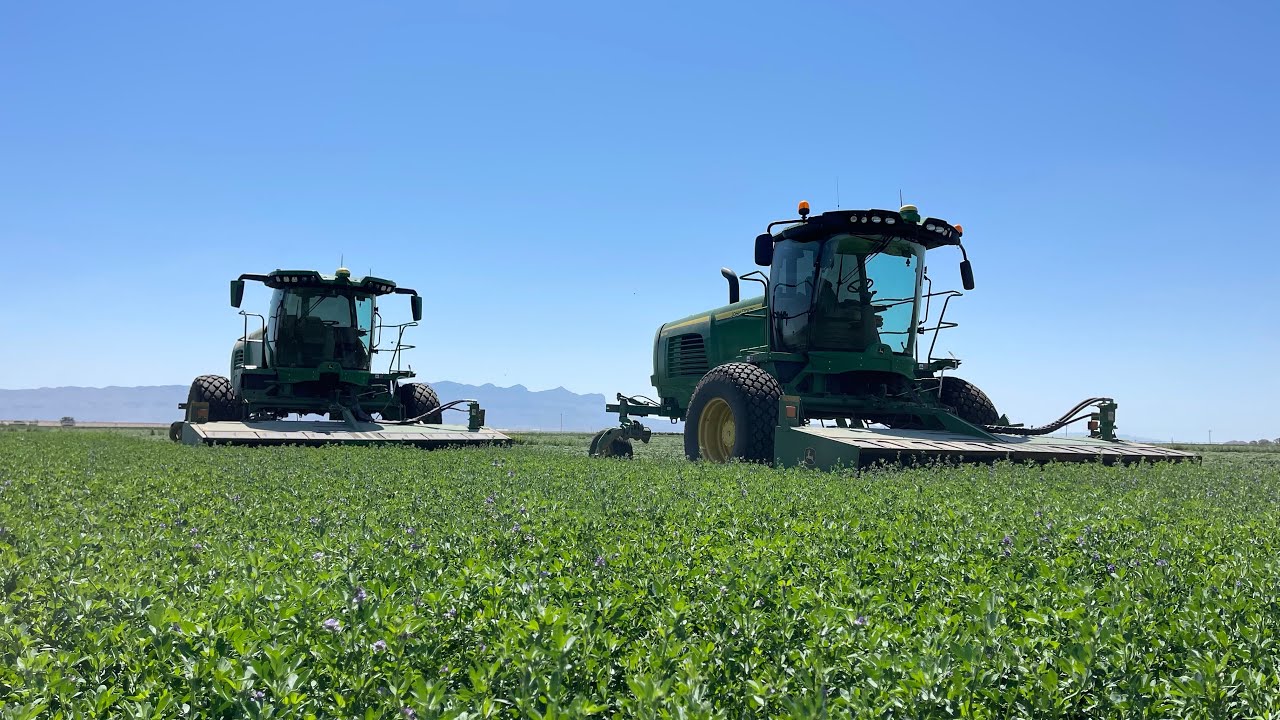 Swathing a field of alfalfa