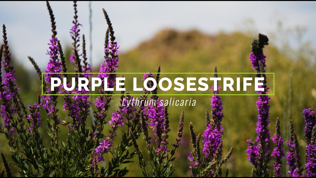 Purple Loosestrife