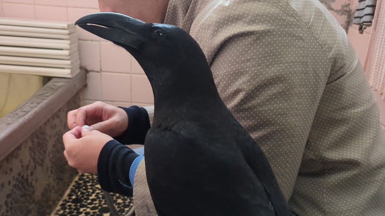シャワーを直す所を見たいけど怖いカラスのハッピー