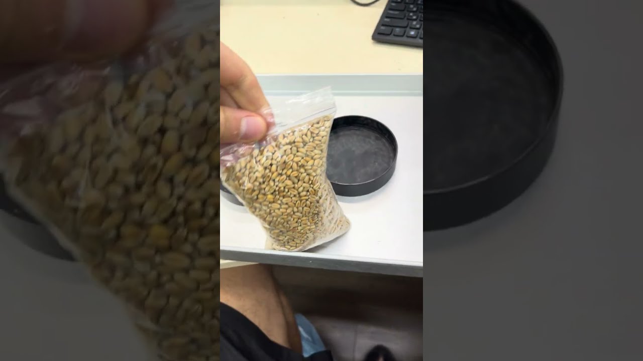 Підготовка зразків пшениці та соняшника на ІЧ аналізаторі зерна SupNIR-2700