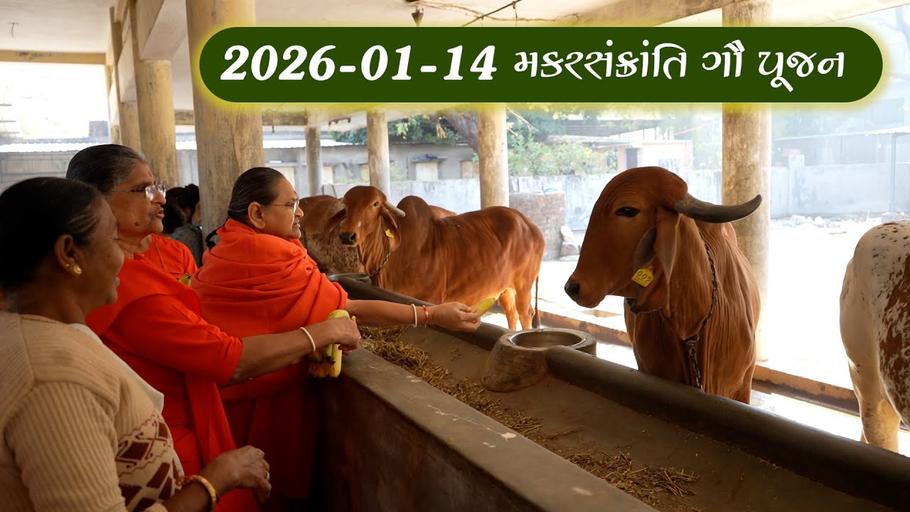 2026-01-14 મકરસંક્રાંતિ ગૌ પૂજન ભક્તિ આશ્રમ બહેનો