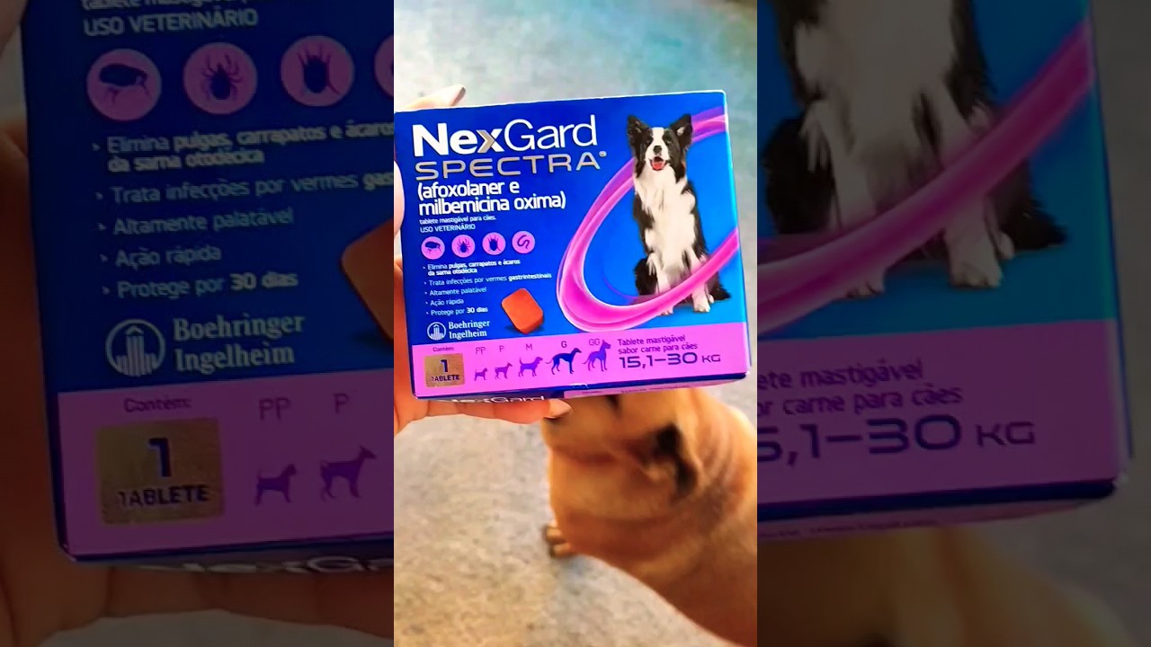 NEXGARD SPECTRA ANTIPULGAS E CARAPATOS PARA C&Atilde;ES DE TODOS TAMANHOS 🩵#cachorros