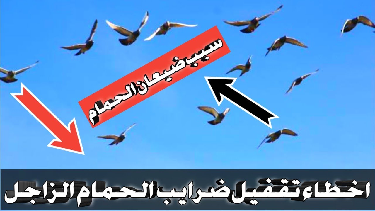 اختلاف مواعيد فتح الحمام الزاجل في ٧ صباحا او ٥ مساء ادي الي ضيعان الحماام الزاجل من فوق اللوفت!!