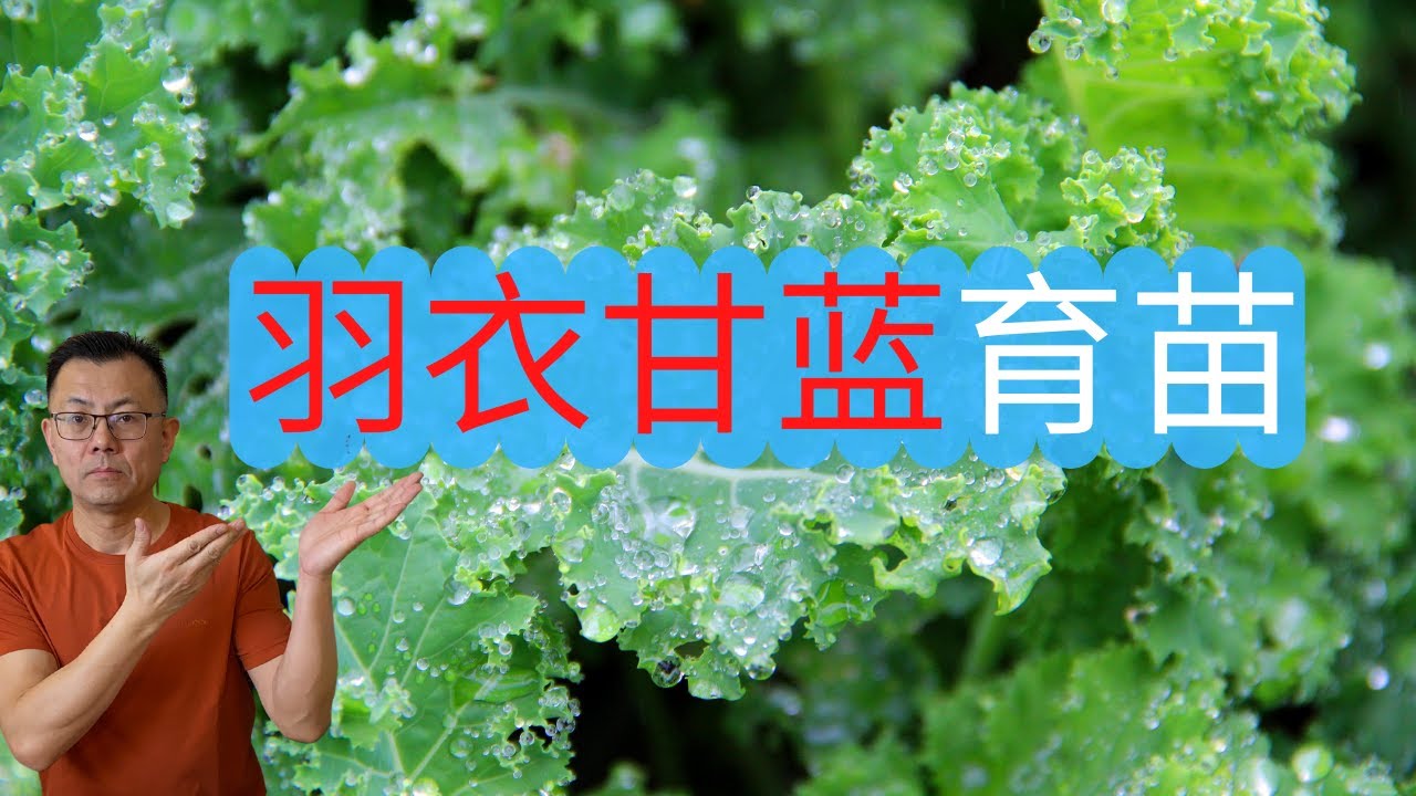 羽衣甘蓝育苗种植：什么时间开始育苗？如何育苗？几天出苗？这里都有了