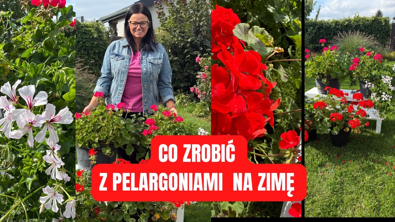CO ZROBIĆ Z PELARGONIAMI NA ZIMĘ? | Kasia in